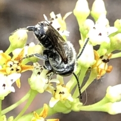 Megachile (Eutricharaea) sp. (genus & subgenus) at Aranda, ACT - 15 Dec 2019 02:57 PM