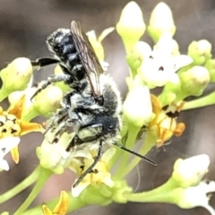 Megachile (Eutricharaea) sp. (genus & subgenus) at Aranda, ACT - 15 Dec 2019 02:57 PM