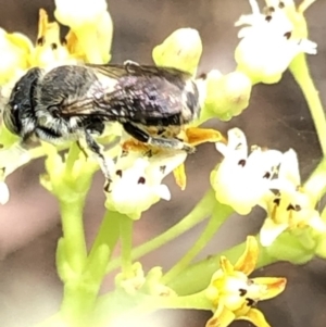 Megachile (Eutricharaea) sp. (genus & subgenus) at Aranda, ACT - 15 Dec 2019 02:57 PM