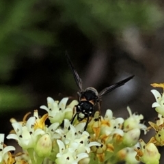 Eumeninae (subfamily) (Unidentified Potter wasp) at Aranda, ACT - 15 Dec 2019 by Jubeyjubes