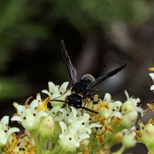 Eumeninae (subfamily) at Aranda, ACT - 15 Dec 2019