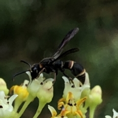 Eumeninae (subfamily) at Aranda, ACT - 15 Dec 2019