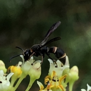 Eumeninae (subfamily) at Aranda, ACT - 15 Dec 2019