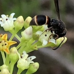 Eumeninae (subfamily) at Aranda, ACT - 15 Dec 2019