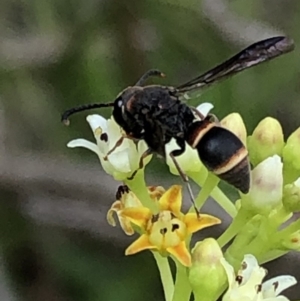 Eumeninae (subfamily) at Aranda, ACT - 15 Dec 2019