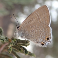 Jalmenus icilius (Amethyst Hairstreak) at Cook, ACT - 13 Dec 2019 by CathB