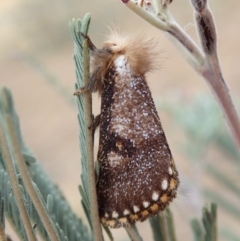 Epicoma contristis (Yellow-spotted Epicoma Moth) at Mount Painter - 13 Dec 2019 by CathB