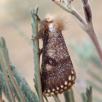 Epicoma contristis (Yellow-spotted Epicoma Moth) at Mount Painter - 13 Dec 2019 by CathB