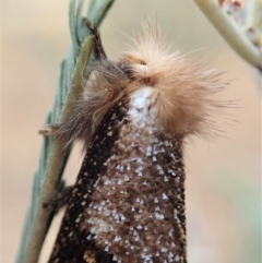 Epicoma contristis at Cook, ACT - 13 Dec 2019 05:52 PM