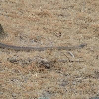 Pseudonaja textilis (Eastern Brown Snake) at Mount Painter - 14 Dec 2019 by CathB