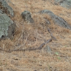 Pseudonaja textilis at Cook, ACT - 15 Dec 2019 10:46 AM