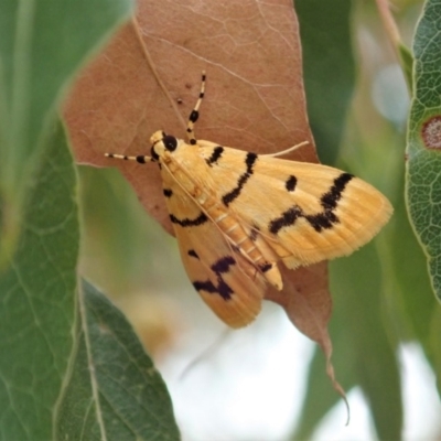 Dichocrocis clytusalis (Kurrajong Leaf-tier, Kurrajong Bag Moth) at Cook, ACT - 15 Dec 2019 by CathB