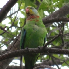 Polytelis swainsonii (Superb Parrot) at Hughes, ACT - 15 Dec 2019 by RobParnell