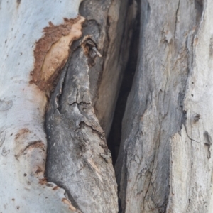 Eucalyptus mannifera at Garran, ACT - 17 Nov 2019 05:30 PM