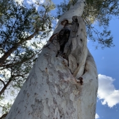 Eucalyptus mannifera at Garran, ACT - 17 Nov 2019