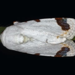 Chasmina pulchra (A Noctuid moth) at Ainslie, ACT - 14 Dec 2019 by jbromilow50