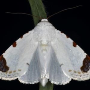 Chasmina pulchra at Ainslie, ACT - 14 Dec 2019