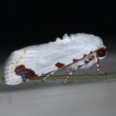 Chasmina pulchra at Ainslie, ACT - 14 Dec 2019