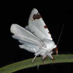 Chasmina pulchra at Ainslie, ACT - 14 Dec 2019