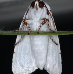 Chasmina pulchra at Ainslie, ACT - 14 Dec 2019