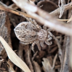 Maratus chrysomelas at Cook, ACT - 15 Dec 2019 10:05 AM