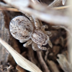 Maratus chrysomelas at Cook, ACT - 15 Dec 2019 10:05 AM