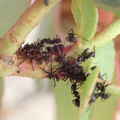 Eurymela fenestrata (Gum tree leafhopper) at Dunlop, ACT - 13 Dec 2019 by CathB