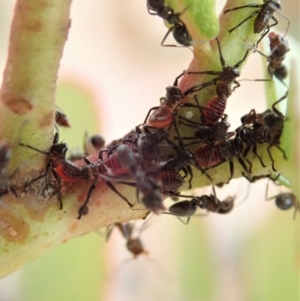 Eurymela fenestrata at Dunlop, ACT - 13 Dec 2019