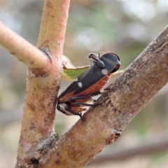 Eurymela fenestrata at Dunlop, ACT - 13 Dec 2019 05:40 PM