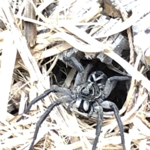 Venatrix sp. (genus) at Aranda, ACT - 15 Dec 2019