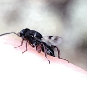 Chalcididae (family) at Aranda, ACT - 15 Dec 2019