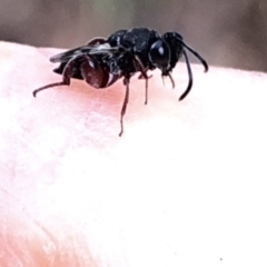 Chalcididae (family) at Aranda, ACT - 15 Dec 2019