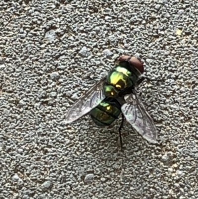 Chrysomya sp. (genus) (A green/blue blowfly) at Aranda, ACT - 15 Dec 2019 by Jubeyjubes