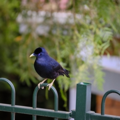 Ptilonorhynchus violaceus (Satin Bowerbird) at Macarthur, ACT - 15 Dec 2019 by JimboSlice56