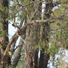 Eucalyptus (genus) (A Gum Tree) at Gundaroo, NSW - 14 Dec 2019 by Gunyijan