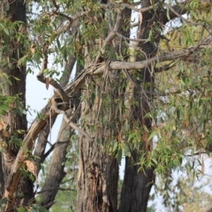 Eucalyptus sp. at Gundaroo, NSW - 14 Dec 2019