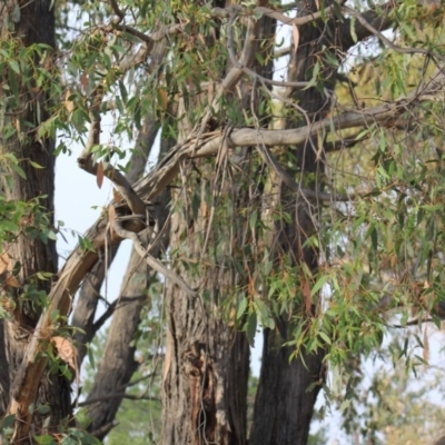 Eucalyptus (genus) (A Gum Tree) at Gundaroo, NSW - 14 Dec 2019 by Gunyijan