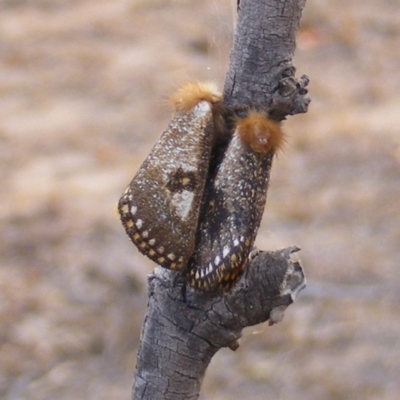 Epicoma contristis (Yellow-spotted Epicoma Moth) at Symonston, ACT - 14 Dec 2019 by MichaelMulvaney