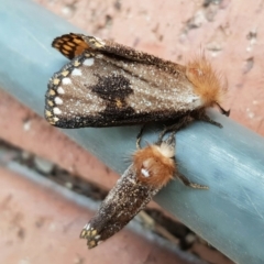 Epicoma contristis (Yellow-spotted Epicoma Moth) at Chisholm, ACT - 15 Dec 2019 by Roman