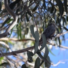 Callocephalon fimbriatum at Garran, ACT - suppressed