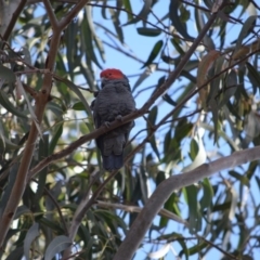 Callocephalon fimbriatum at Garran, ACT - 17 Nov 2019