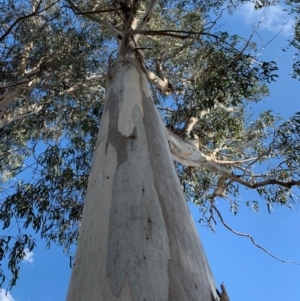 Callocephalon fimbriatum at Garran, ACT - suppressed