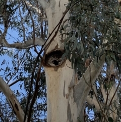 Callocephalon fimbriatum at Garran, ACT - suppressed