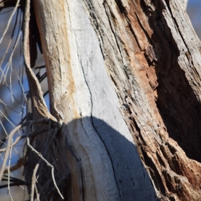 Eucalyptus blakelyi (Blakely's Red Gum) at Garran, ACT - 24 Nov 2019 by pjthapa