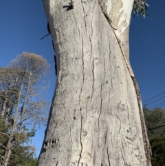 Eucalyptus blakelyi at Garran, ACT - 24 Nov 2019 06:03 PM