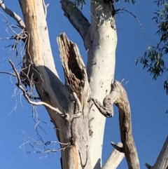 Eucalyptus blakelyi at Garran, ACT - 24 Nov 2019 06:03 PM