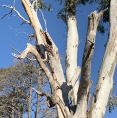 Eucalyptus blakelyi at Garran, ACT - 24 Nov 2019 06:03 PM