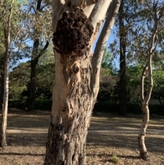 Eucalyptus blakelyi at Garran, ACT - 24 Nov 2019