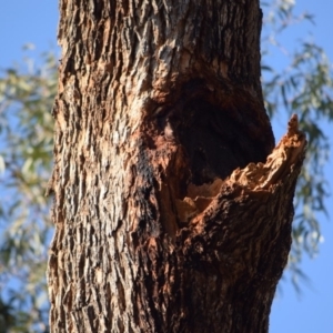 Eucalyptus bridgesiana at Garran, ACT - 24 Nov 2019 06:43 PM