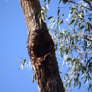 Eucalyptus bridgesiana at Garran, ACT - 24 Nov 2019